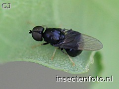 pachygaster atra (1336*1002)<br>(zwart speldenknopje)